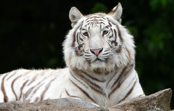 Picture portrait, look, the dark background, white, face, tiger