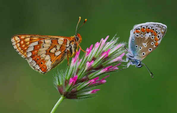 Flowers, butterfly, a couple