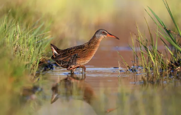 Picture grass, water, reflection, bird, pond, Virginia Rail