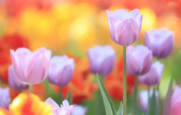 Picture petals, garden, stem, meadow, tulips