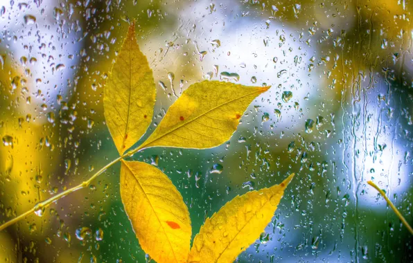 Picture autumn, glass, leaves, drops, sheet, rain