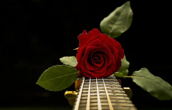 Picture music, rose, guitar