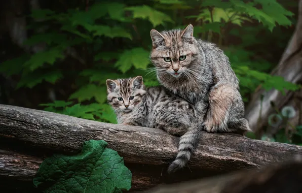 Cat, look, cats, nature, kitty, foliage, two, pair