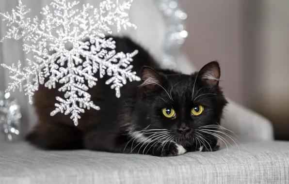 Cat, look, snowflakes, sweetheart, black, new year, fluffy, muzzle