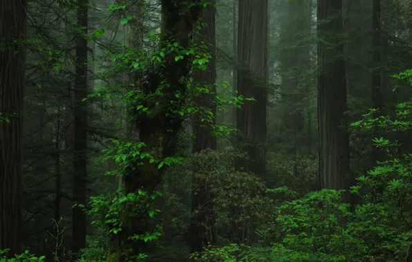 Picture forest, trees, nature, Oregon, USA, USA, Oregon