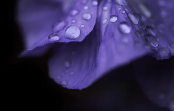 Flower, purple, water, drops, macro, flowers, Rosa, background