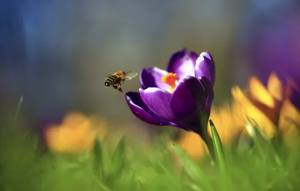 Flower, purple, macro, flowers, bee, glade, blur, spring