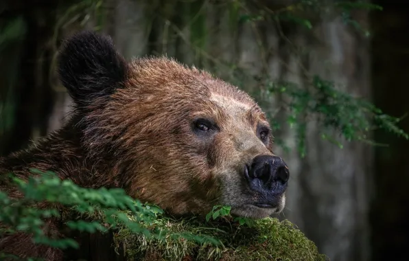 Face, bear, beast
