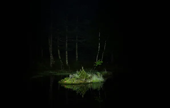 Forest, grass, trees, night, lake, reflection, lighting, island
