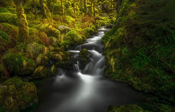 Greens, forest, trees, stream, stones, moss, Norway, Rogaland