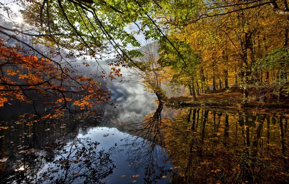 Autumn, leaves, trees, river