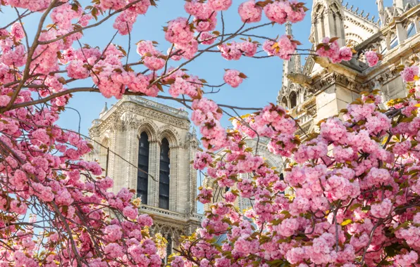 Flowers, France, Paris, spring, In The Heart Of Paris Bogomateri