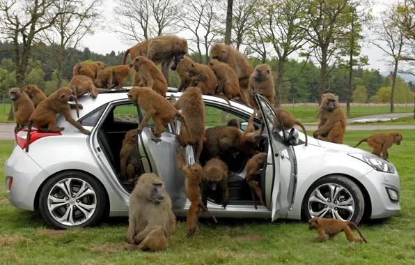 Picture trees, car, baboons