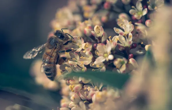 Picture flowers, bee, spring