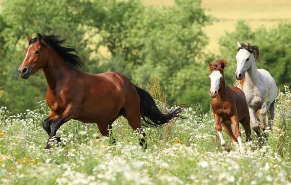 Field, white, summer, grass, trees, flowers, horses, horse