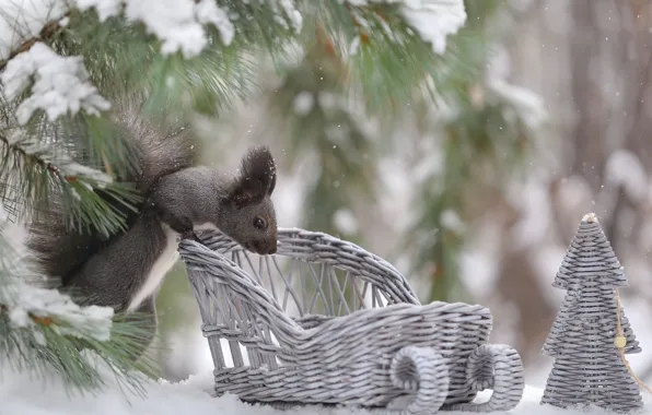 Picture winter, snow, branches, nature, protein, herringbone, needles, animal