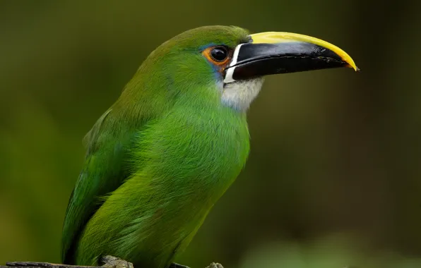 Picture bird, Toucan, Colombia, Emerald will toucanet