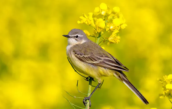 Flowers, bird, yellow background, rape, Wagtail, yellow Wagtail