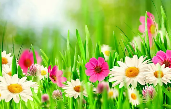 Collage, chamomile, petals, meadow, kosmeya