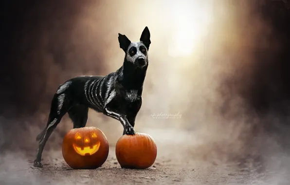Picture pumpkin, fog, dog