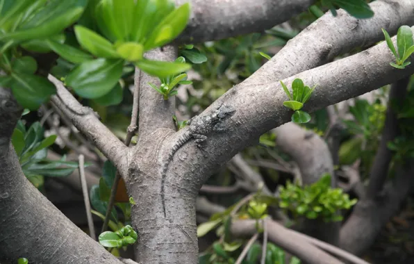 Greens, macro, tree, foliage, Bush, lizard, trunk, bark