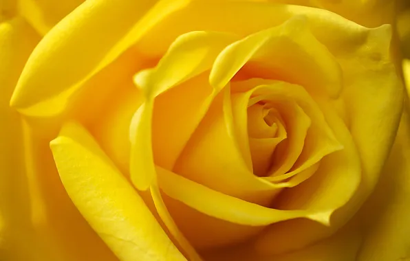 Picture macro, rose, Bud, yellow rose