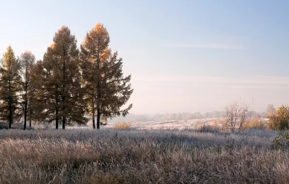 Frost, field, trees