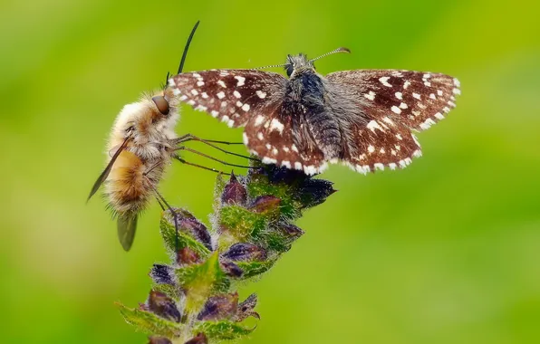 Picture flower, fly, butterfly, plant