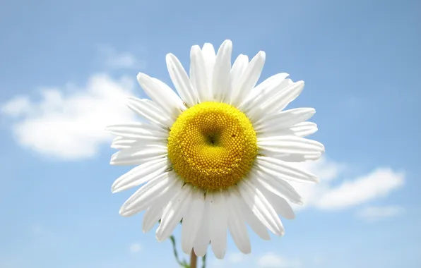 White, the sky, yellow, blue, Daisy, cloud