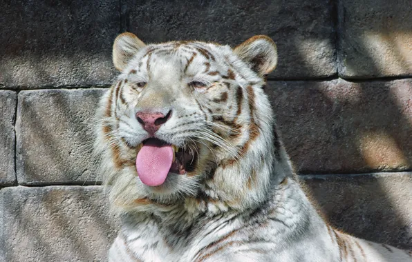 Picture language, cat, face, shadow, white tiger
