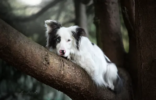 Picture look, tree, dog, The border collie