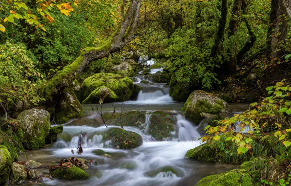 Forest, stream, France, river, cascade