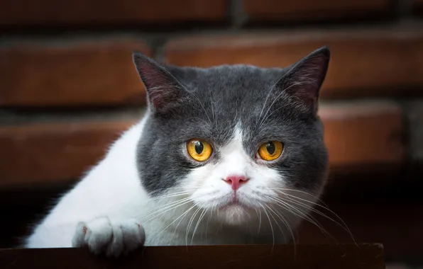 Cat, cat, look, pose, portrait, bricks, face, yellow eyes