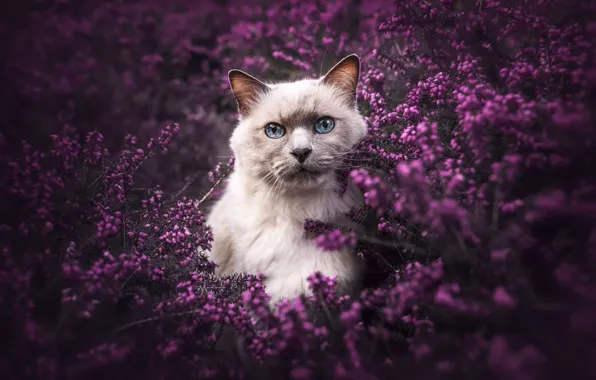 Cat, cat, look, pose, face