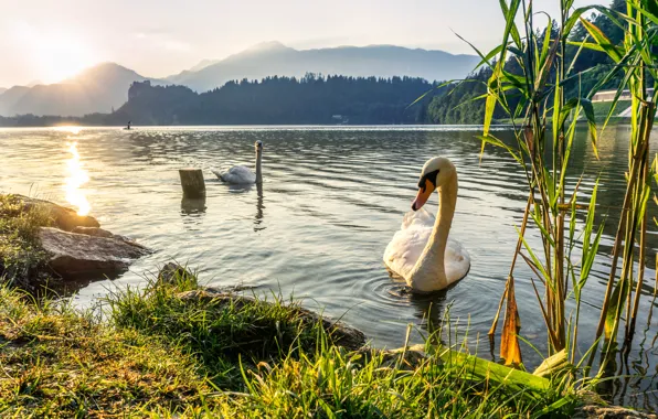 Grass, sunset, mountains, birds, lake, pair, reed, swans