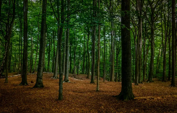 Picture forest, trees, nature