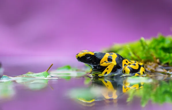 Water, macro, reflection, moss, frog, striped, lilac background, black-yellow