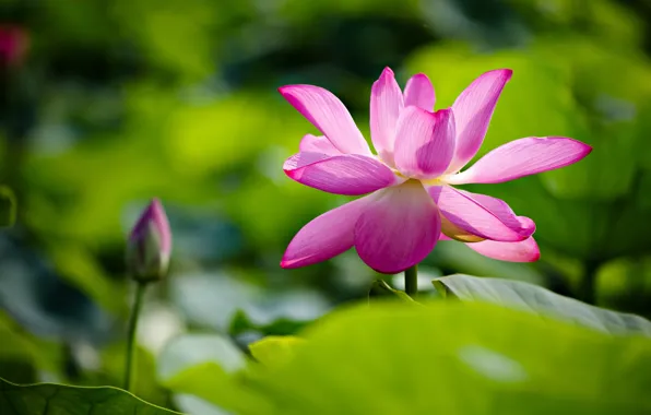 Picture leaves, flowers, petals, Lotus, pink, buds, blurred background