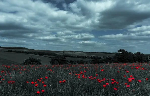 Picture field, summer, the sky, clouds, flowers, red, Maki, treatment