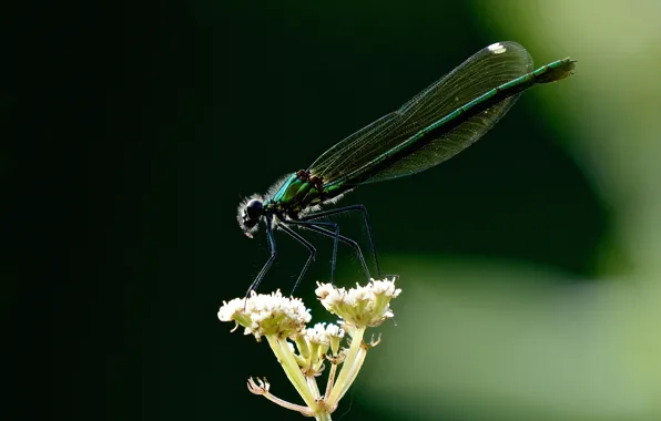 Picture flower, macro, dragonfly