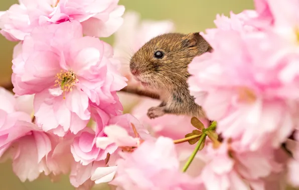 Flowers, branches, cherry, background, spring, mouse, Sakura, mouse