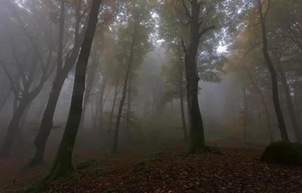 Picture autumn, forest, trees, fog, foliage, morning, falling leaves