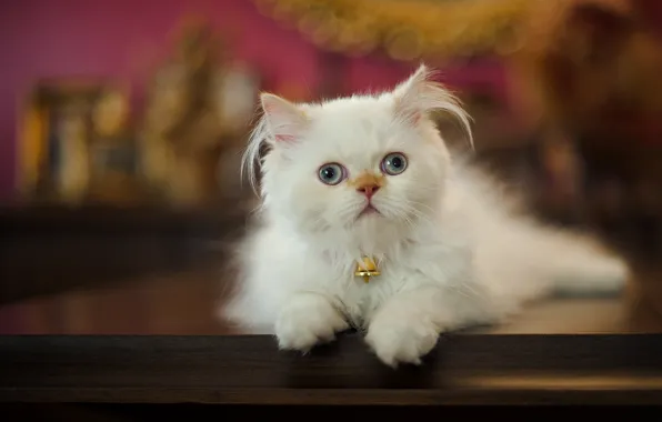 Look, fluffy, Persian cat