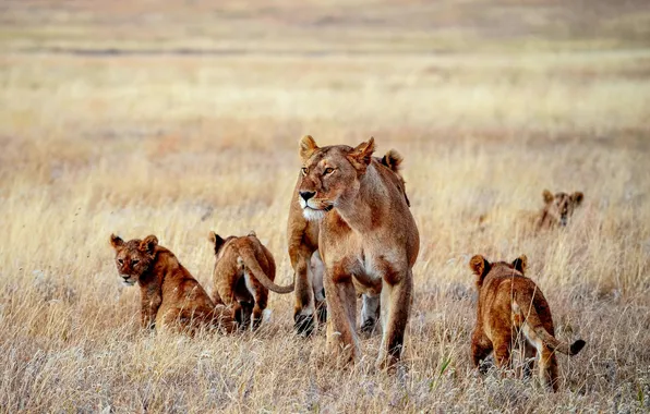 Field, lions, the cubs, lioness