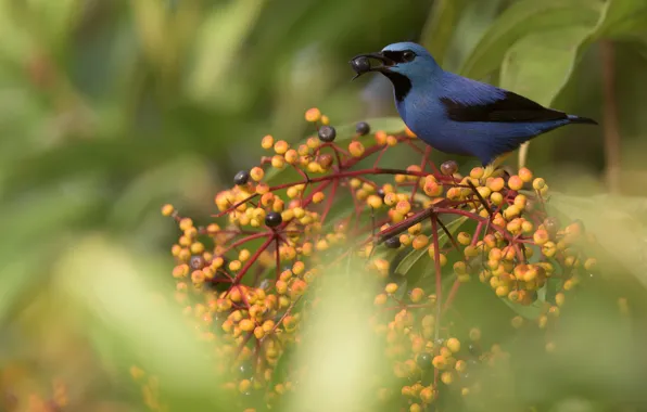 Picture nature, berries, bird, Blue dacnis