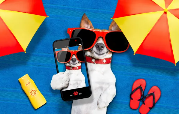 Dog, Glasses, Animals, Smartphone, Jack Russell Terrier