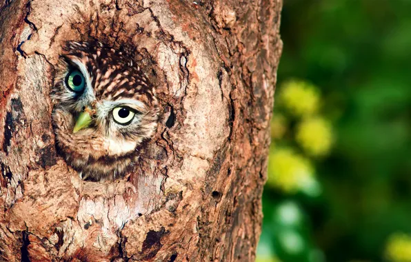 Tree, owl, the hollow, birds