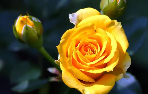 Macro, roses, petals, buds, yellow rose