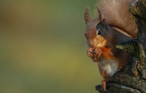 Nature, animal, protein, snag, animal, rodent