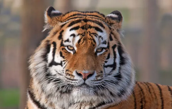 Picture look, face, tiger, animal, predator, color